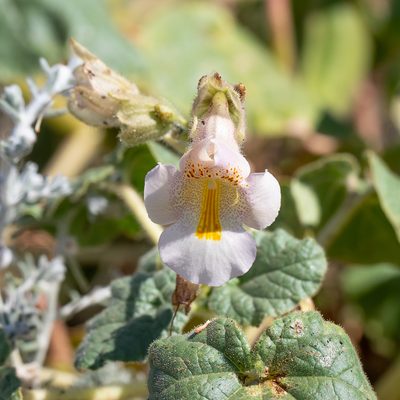 Proboscidea louisianica, photographed by Kym Nicolson