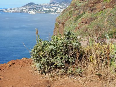 Echium nervosum, photographed by gwynmwilliams