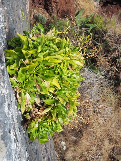 Musschia aurea, photographed by gwynmwilliams