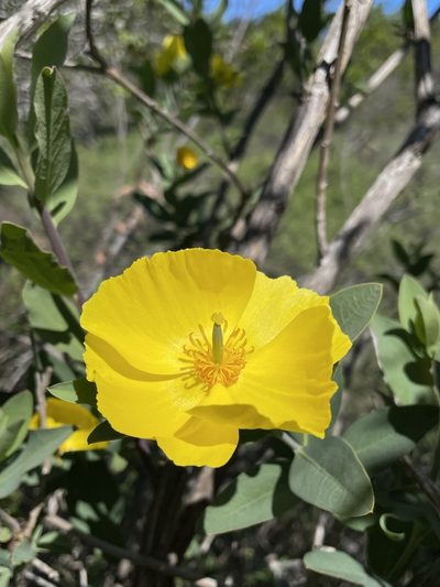 Dendromecon harfordii, photographed by Matt Berger