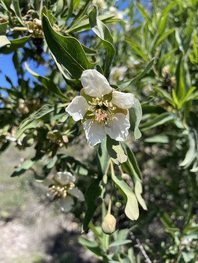 Crossosoma californicum, photographed by Matt Berger