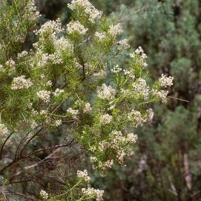 Cassinia laevis, photographed by Kym Nicolson