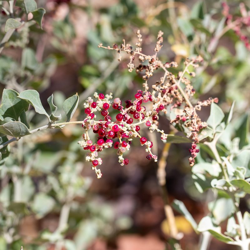 Chenopodium parabolicum, photographed by Kym Nicolson