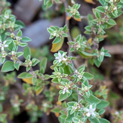 Aizoon pubescens, photographed by Kym Nicolson