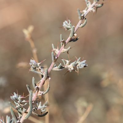 Sclerolaena obliquicuspis, photographed by Kym Nicolson