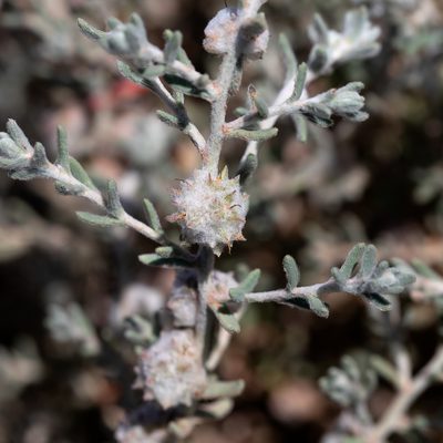 Dissocarpus paradoxus, photographed by Kym Nicolson