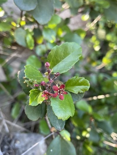 Ribes viburnifolium, photographed by Matt Berger