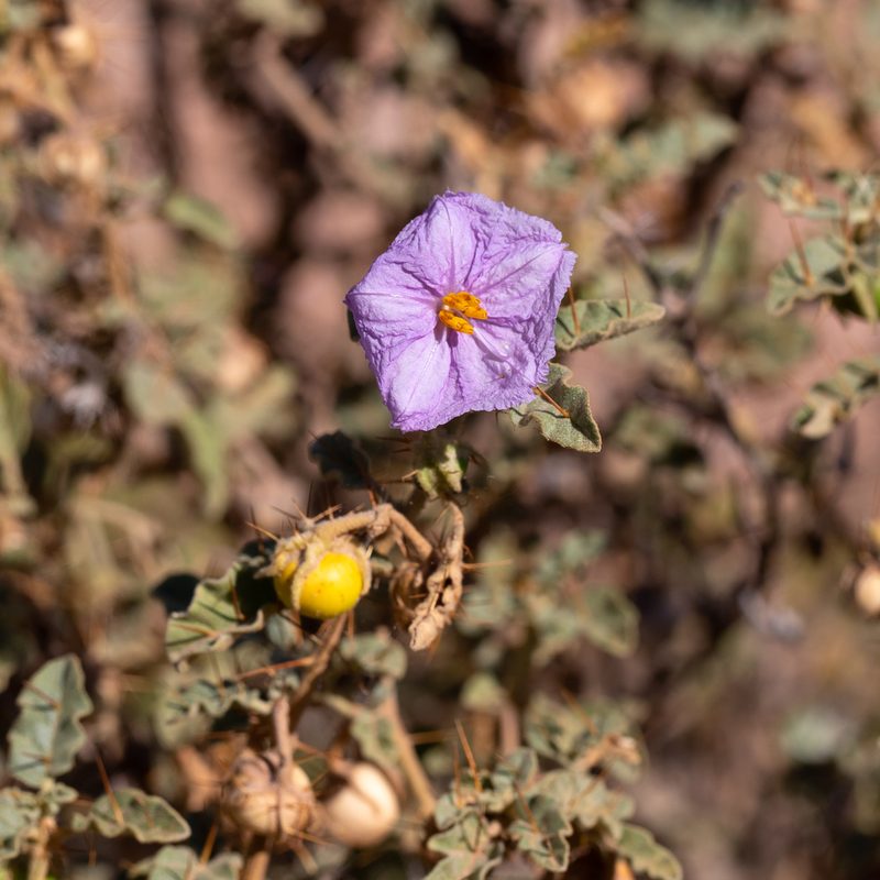 Solanum petrophilum, photographed by Kym Nicolson