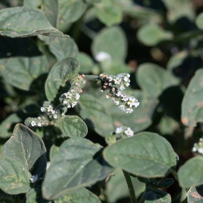Heliotropium europaeum, photographed by Kym Nicolson