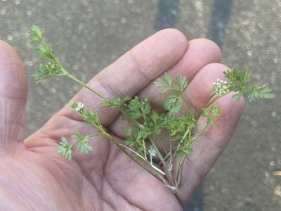 Ammoselinum butleri, photographed by Brian Finzel