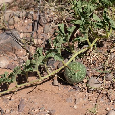 Citrullus colocynthis, photographed by Kym Nicolson