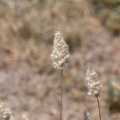 Enneapogon nigricans, photographed by Kym Nicolson