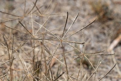 Chloris truncata, photographed by Kym Nicolson