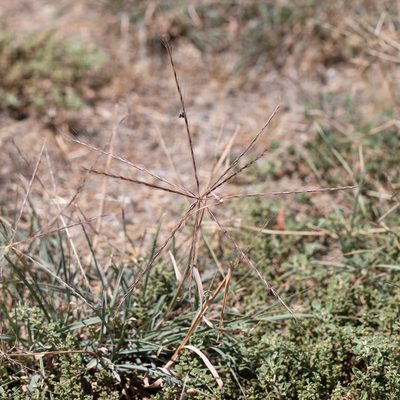 Enteropogon acicularis, photographed by Kym Nicolson