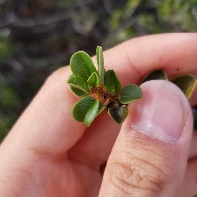 Ceanothus verrucosus, photographed by James C. Davis