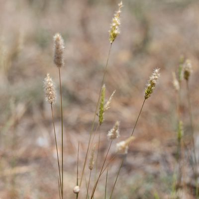 Enneapogon nigricans, photographed by Kym Nicolson