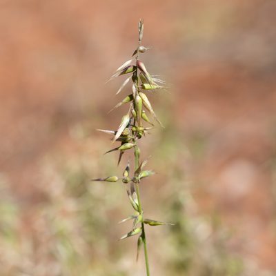 Enneapogon avenaceus, photographed by Kym Nicolson