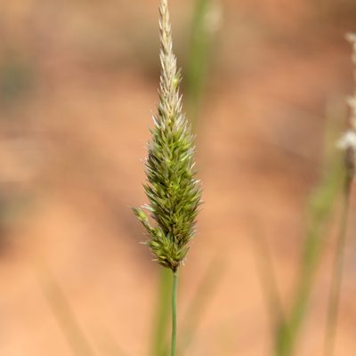 Enneapogon nigricans, photographed by Kym Nicolson
