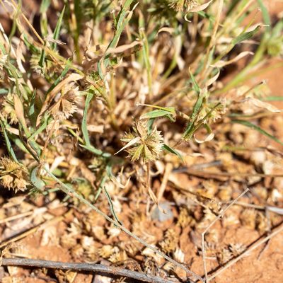 Dactyloctenium radulans, photographed by Kym Nicolson
