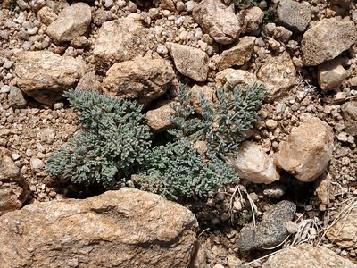 Lomatium mohavense, photographed by Craig Martin