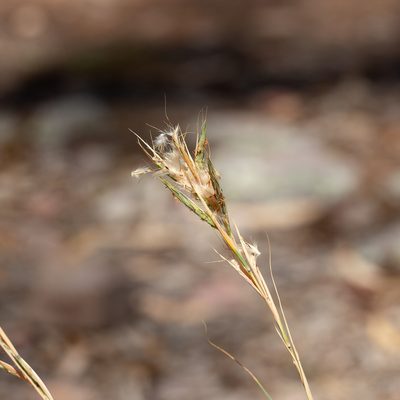Cymbopogon ambiguus, photographed by Kym Nicolson