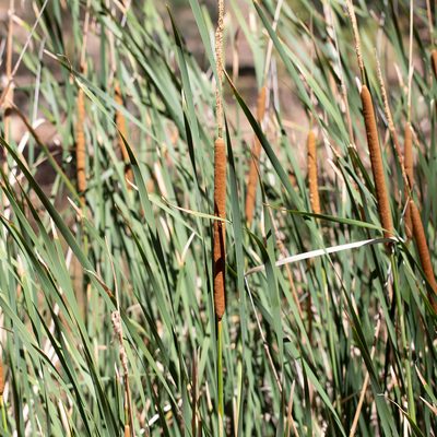 Typha domingensis, photographed by Kym Nicolson