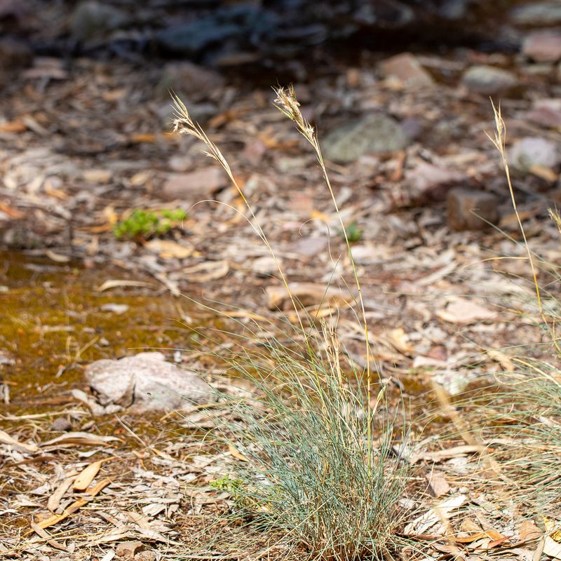 Cymbopogon ambiguus, photographed by Kym Nicolson