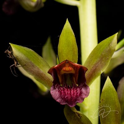 Eulophia alta