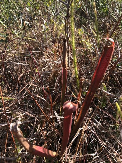 Sarracenia rubra, photographed by Scott Morris