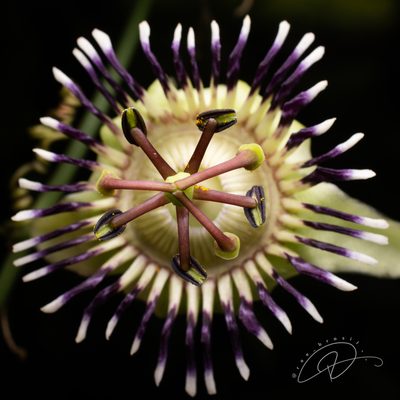 Passiflora porophylla, photographed by Reinaldo de Oliveira Elias