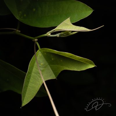 Passiflora porophylla, photographed by Reinaldo de Oliveira Elias