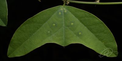 Passiflora porophylla, photographed by Reinaldo de Oliveira Elias