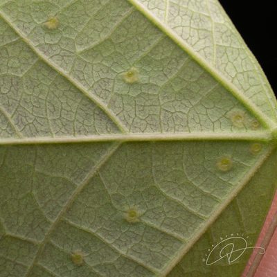 Passiflora porophylla, photographed by Reinaldo de Oliveira Elias
