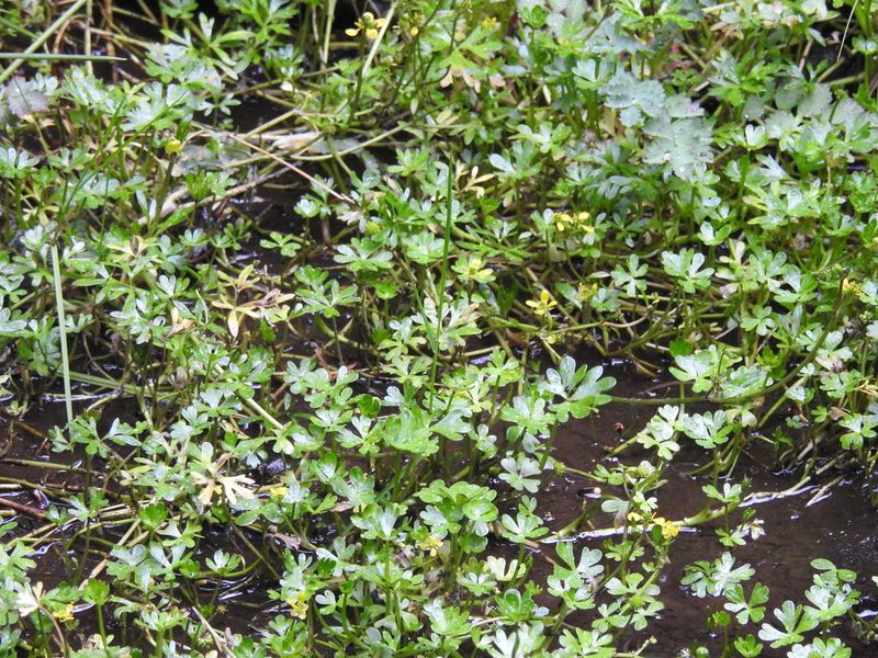 Ranunculus fuegianus, photographed by María Regina Silva