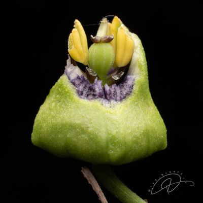 Passiflora porophylla, photographed by Reinaldo de Oliveira Elias