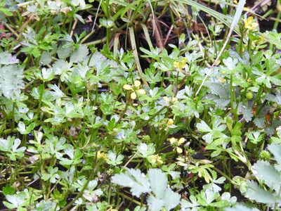 Ranunculus fuegianus, photographed by María Regina Silva