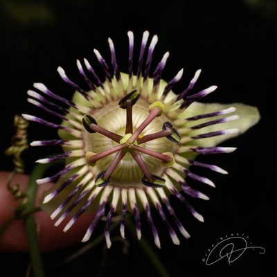 Passiflora porophylla, photographed by Reinaldo de Oliveira Elias