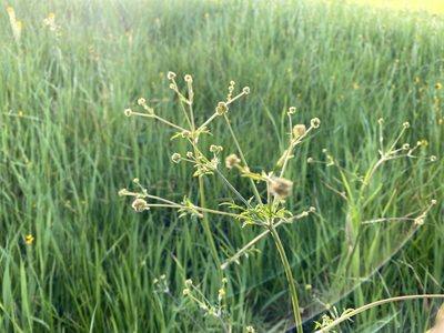 Sanicula bipinnata, photographed by Michael Warner