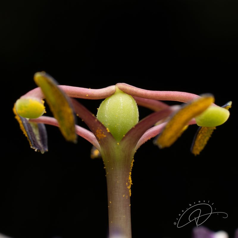 Passiflora porophylla, photographed by Reinaldo de Oliveira Elias