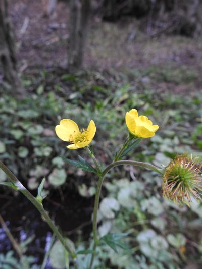 Geum magellanicum, photographed by María Regina Silva