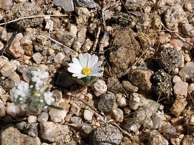 Monoptilon bellioides, photographed by Craig Martin