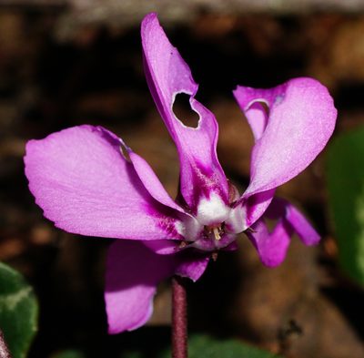 Cyclamen coum, photographed by Patrick Hacker