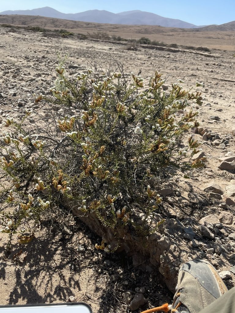 Heliotropium chenopodiaceum, photographed by Franco Capriroli