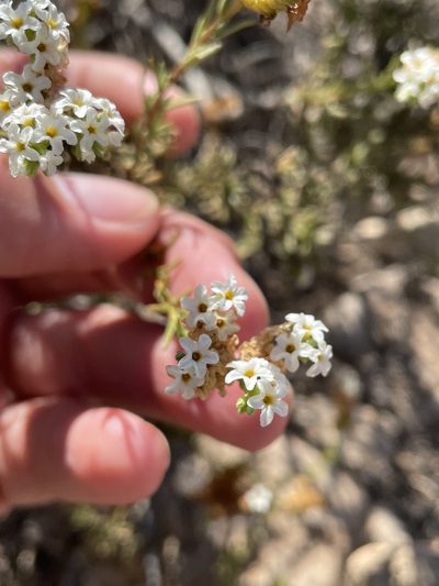 Heliotropium chenopodiaceum, photographed by Franco Capriroli