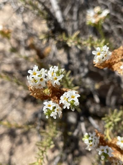 Heliotropium chenopodiaceum, photographed by Franco Capriroli