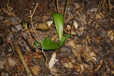 Himantoglossum adriaticum, photographed by Patrick Hacker