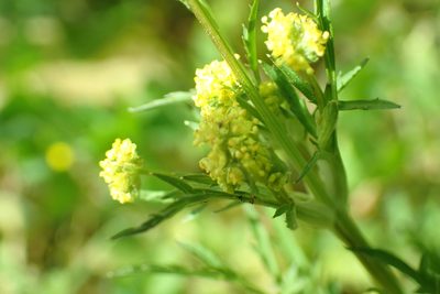 Sanicula bipinnata, photographed by Steve Woodward