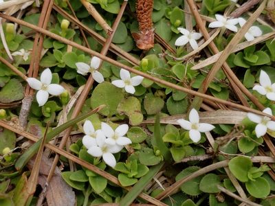 Houstonia procumbens, photographed by Tyler Bishop