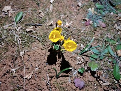 Narcissus obesus, photographed by Ivo Rosa