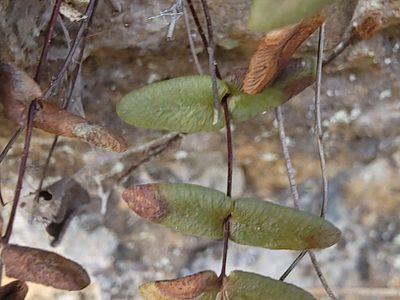 Pellaea glabella, photographed by Elias